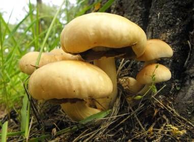 Gombavilág augusztus végéig