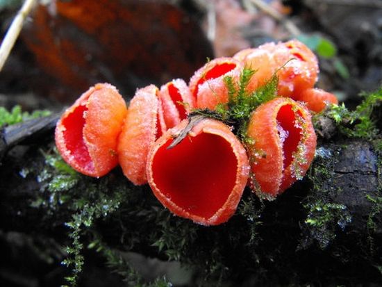 A homokvilág gombái