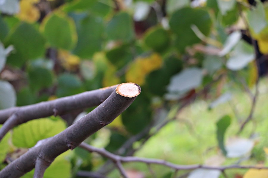 (►) Megkezdődött az érintésvédelmi gallyazás