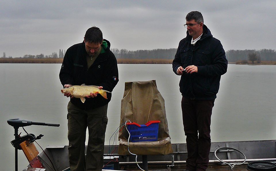 Fekélyesek a sóstói pontyok