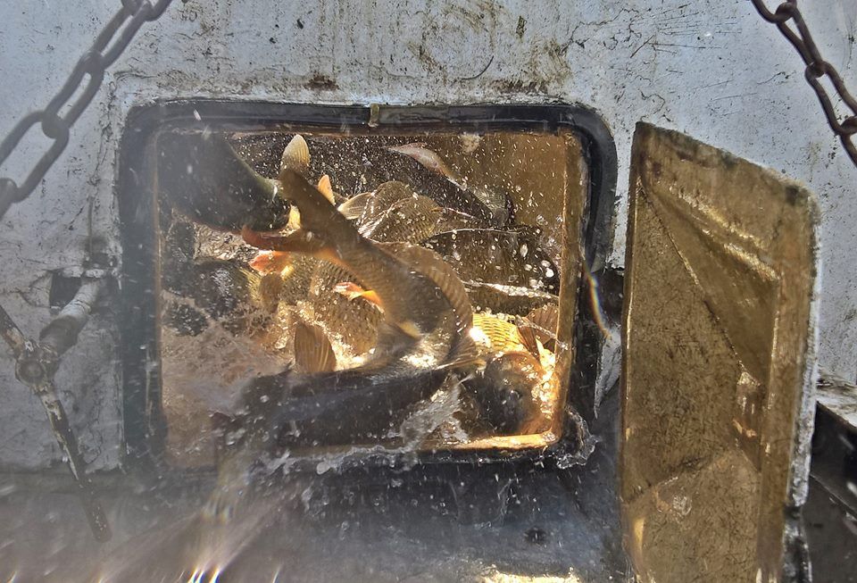 Jó sok halat lehet fogni