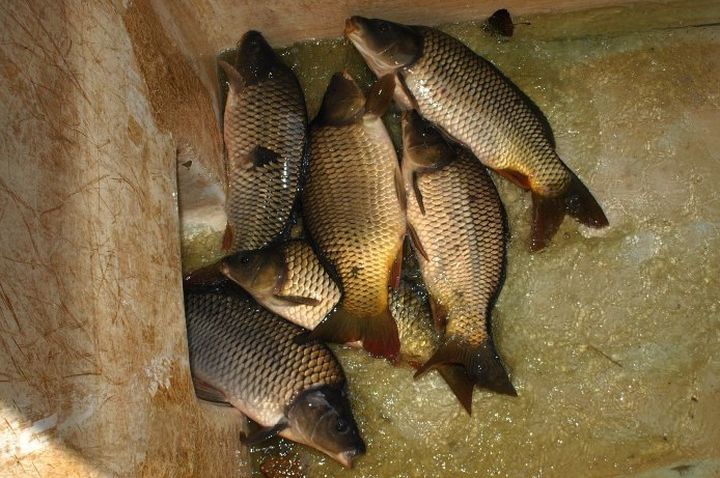 Őszi haltelepítés a Sóstón