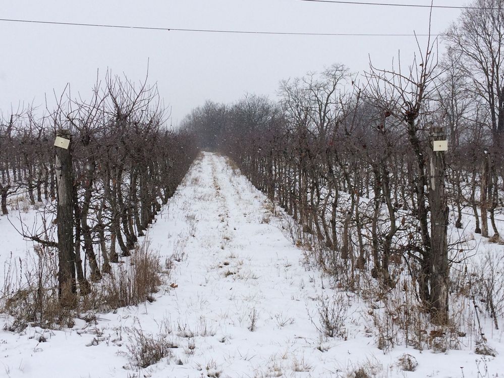 Kell a hó a mezőgazdaságnak