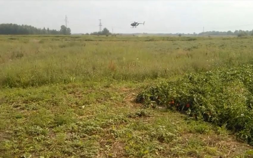 (►) Helikopteres parlagfű felderítés