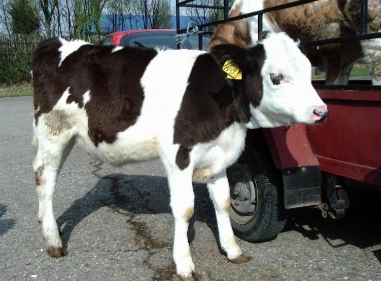 Szabad az állatvásár