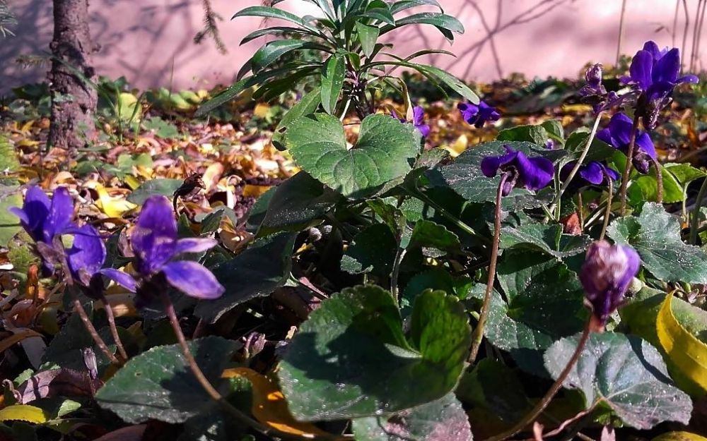 Tavaszi virágzás után kemény mínuszok