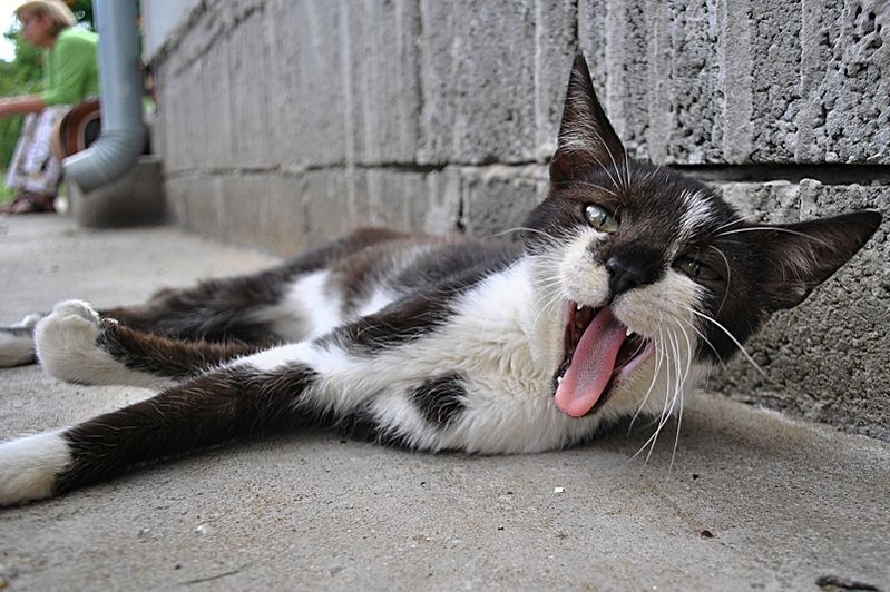 Macskajaj - Indul az ivartalanítás