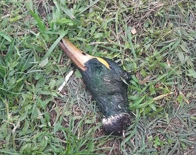 Levágott kacsafej a Sóstónál, nyomoznak a horgászok