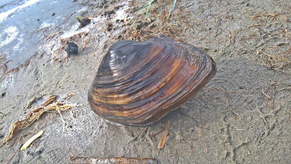 Kagylópusztulás a Sóstón