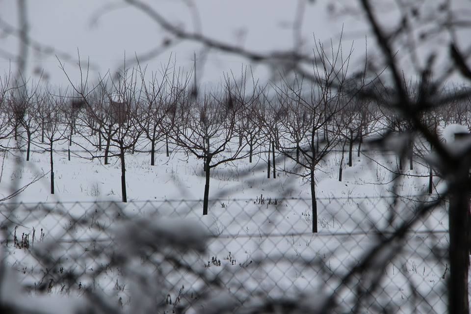 Áprilisig tart a gyümölcsültetvények összeírása