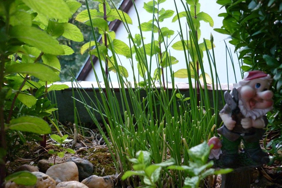 Eredményre várnak a konyhakertek