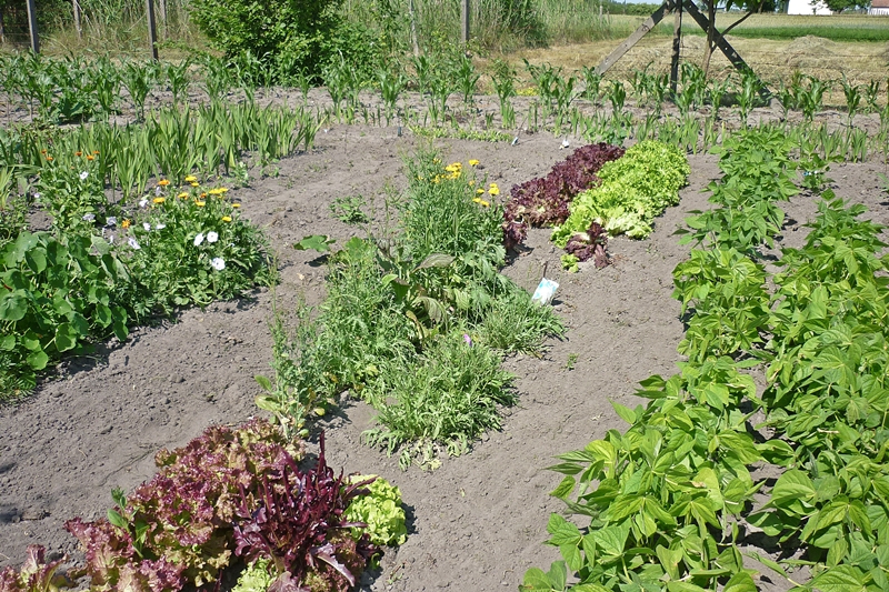 Szemlézik a kerteket