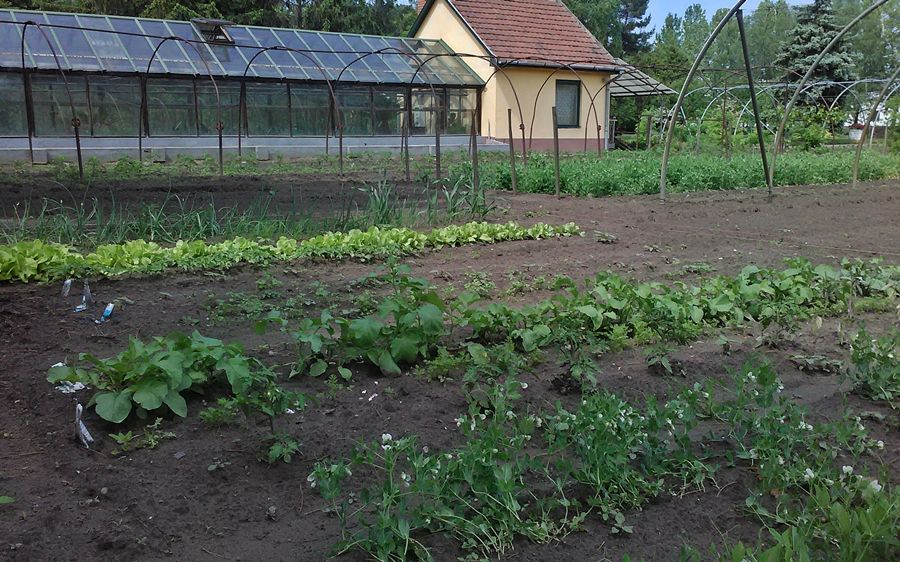 Versenyezzen kertjével!