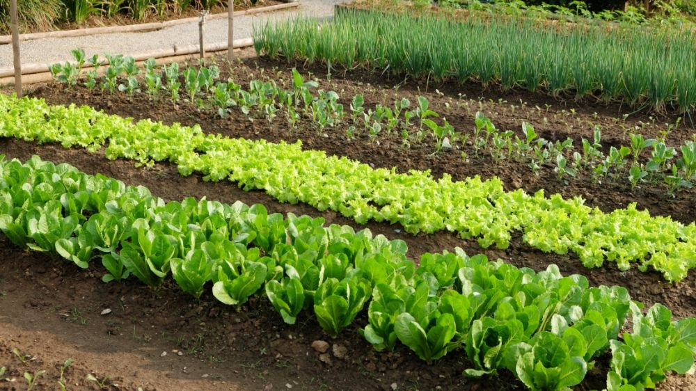 Legszebb konyhakertek versenye – várják a nevezőket