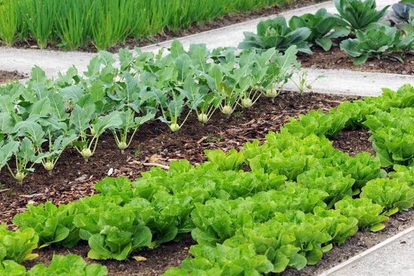 Öné a legszebb konyhakert?