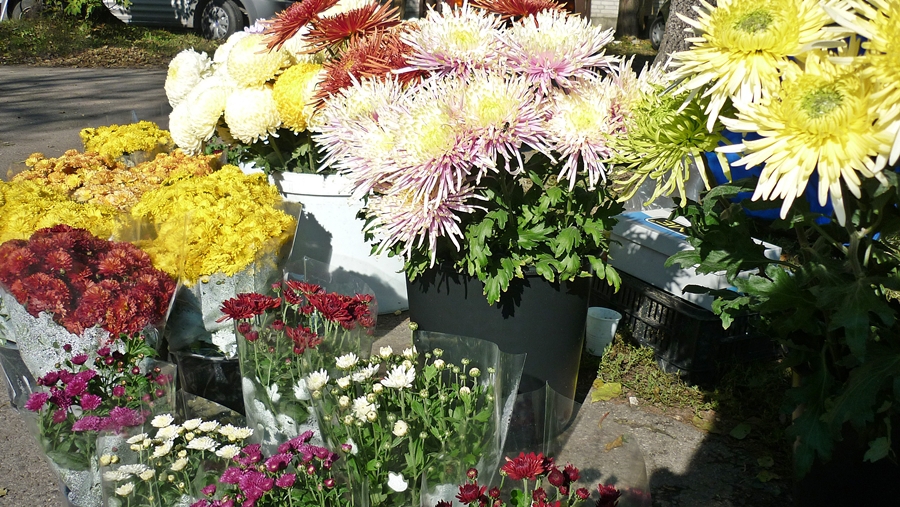 Van virág, de nem nyílt ki minden krizantém