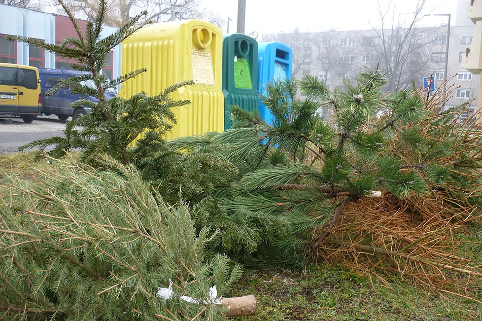 Fenyőket a gyűjtőszigetekre!
