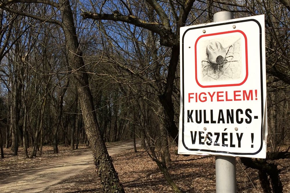 Kullancsokra figyelmeztetnek