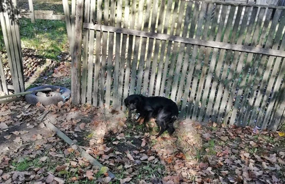 A kerítéshez kötötték és otthagyták a kutyát