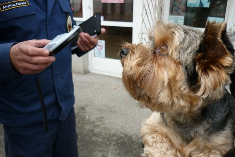 Leolvassák a kutyákat