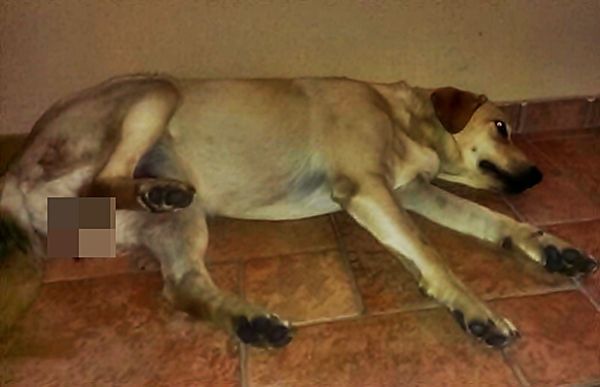 Brutálisan kasztrálták Kiflit