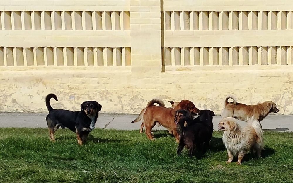 Kutyák okozhatták a végzetes balesetet