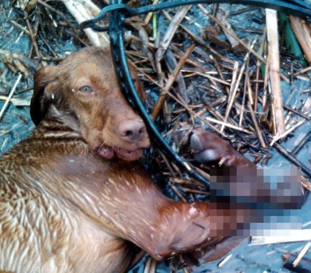 Sokkoló felvétel: vizsla a halálos csapdában