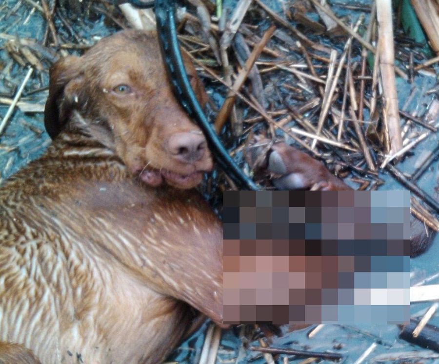 Nyomozás a csapdába lépett vizsla ügyében