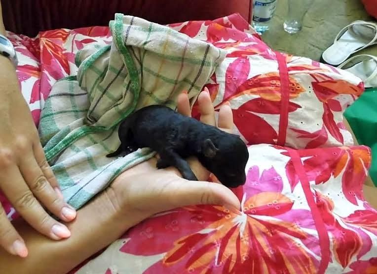 Irány a  Kutyás Nap!