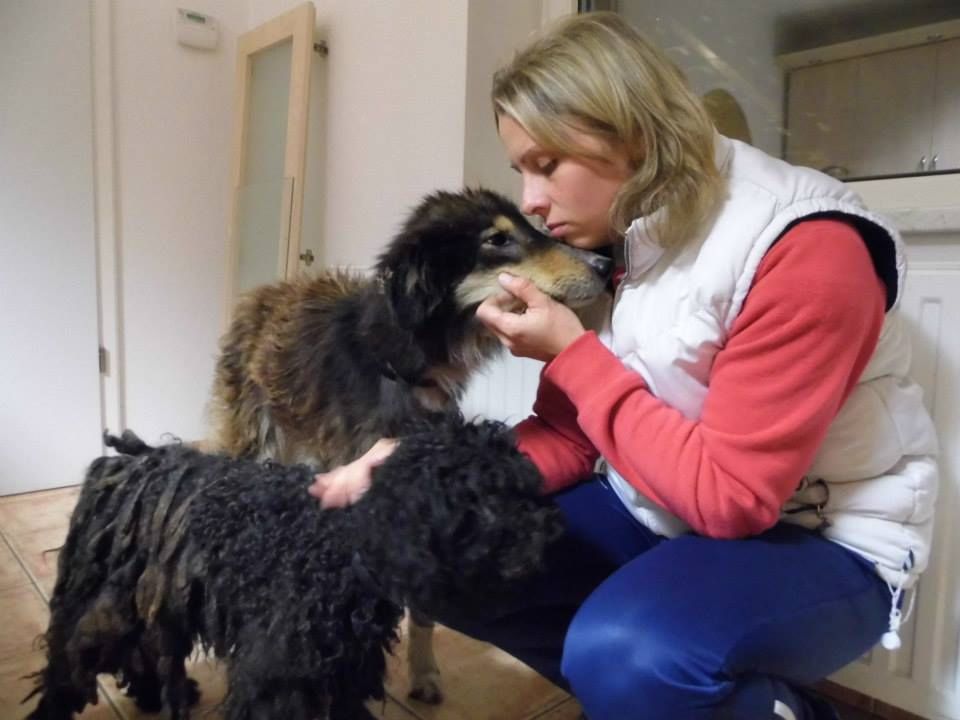 Zsákba kötözve hagyták sorsukra a kutyákat (videó)