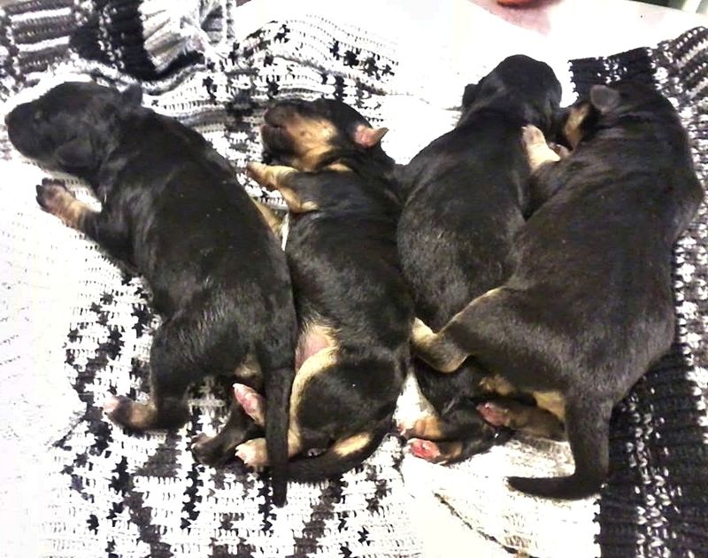 Halálra fagyott a hat kiskutya