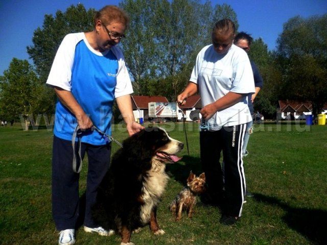 I. Sóstófürdő kutyás nap Halason, most szombaton