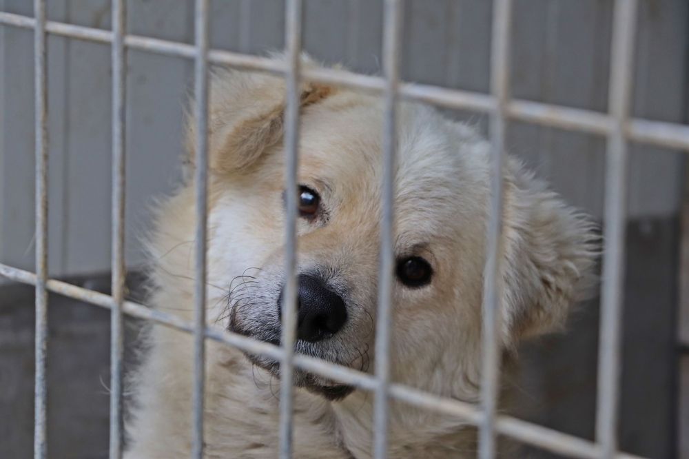 Örökbefogadókat várnak