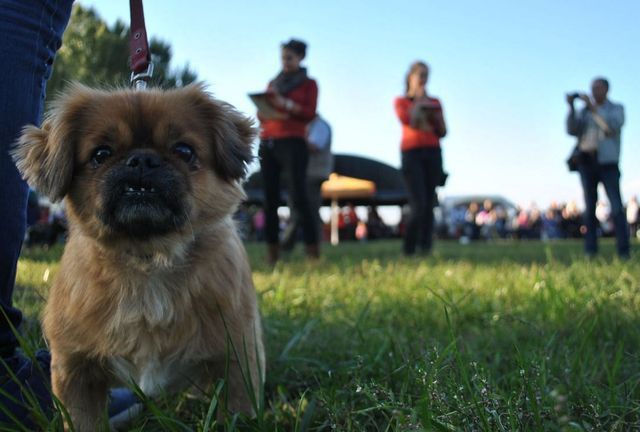 Sikeres volt az első Sóstófürdő Kutyás Nap