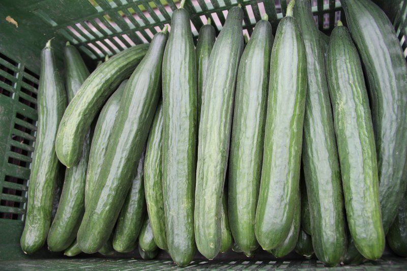 Figyelem, mérgező kígyóuborka!