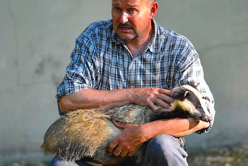 Vörös róka és menyét a lakótelepen