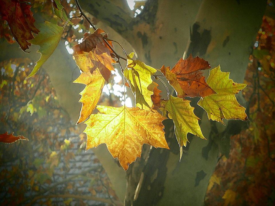 Kupacolnak, zsákolnak