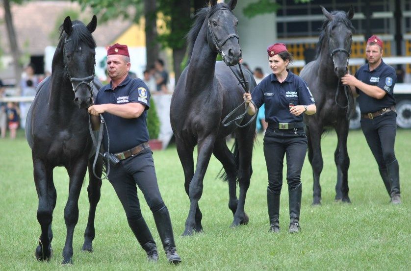 Halas lehet a lovas rendőrök találkozóhelye
