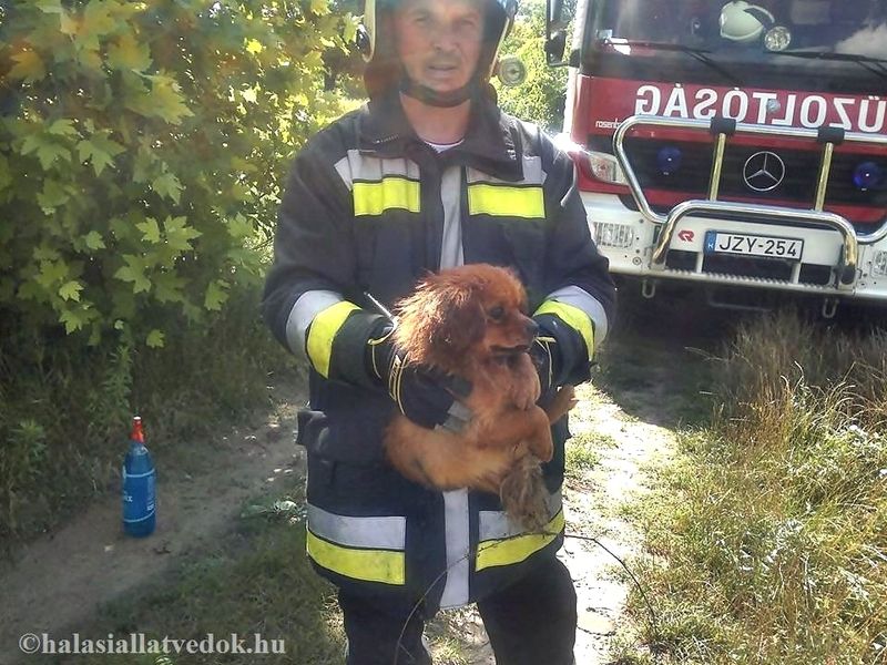 Lucky csodás megmenekülése a kútból