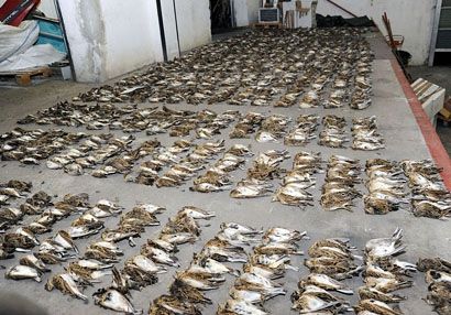 Több száz madarat mészároltak le olasz vadászok