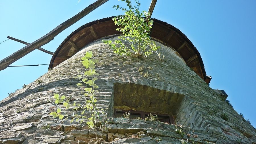 Fák nőttek ki a szélmalomból