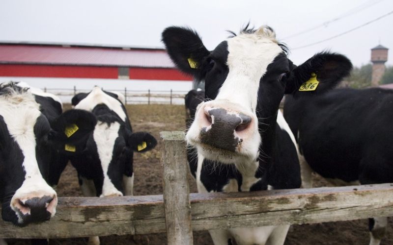 Kérődzők kitiltva