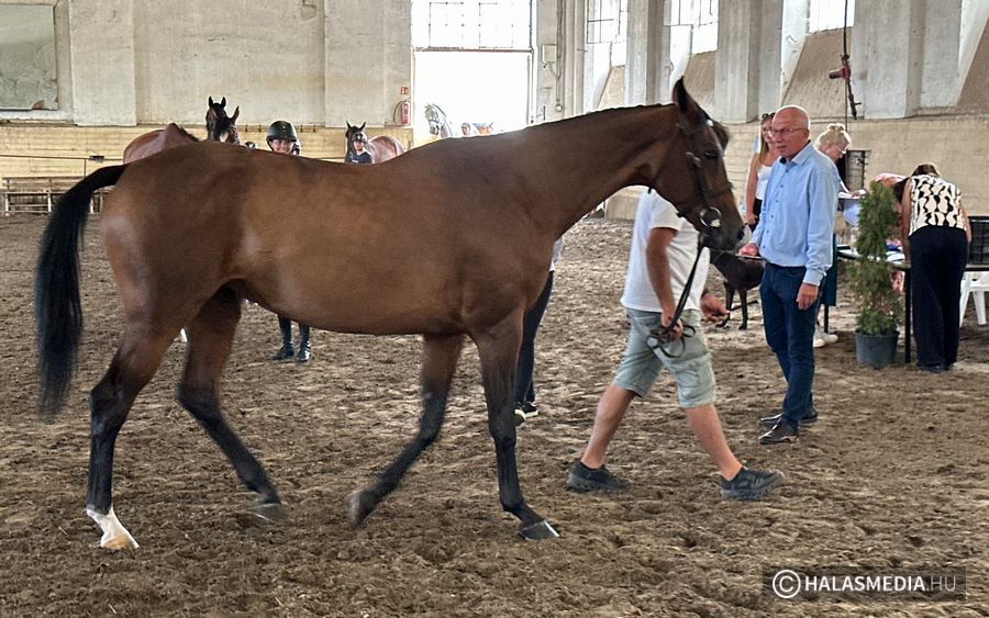 (►) Díjugrató OB: lószemle és ismerkedés a füves pályával (galéria)