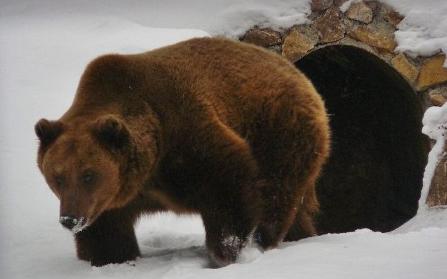 Lát-e árnyékot a medve?