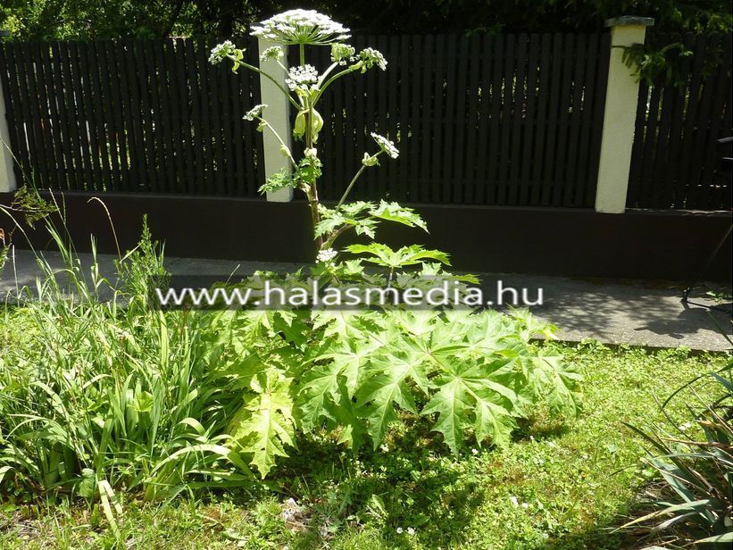 Kaukázusi medvetalp Halason