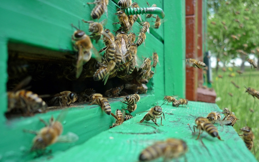 Készül a méz – nem jól indult a szezon