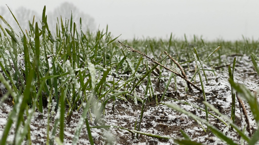 Mi lesz így a növényekkel?