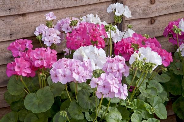 Elvitték az ovisok muskátlijait