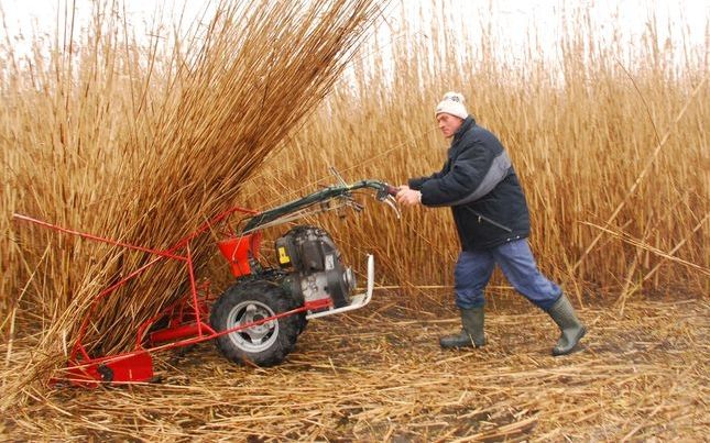 Nádvágásra vár a Csetényi Park