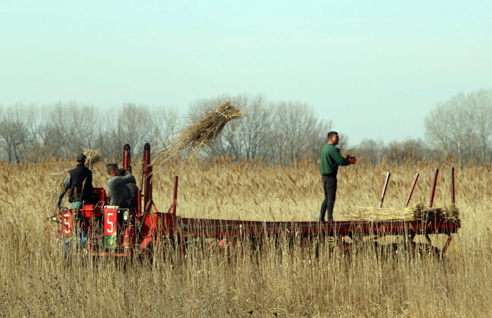 Rossz a nád minősége, leállt a vágás